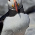 puffin_atlantic_msi_v_1147_can0767.jpg